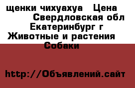 щенки чихуахуа › Цена ­ 6 000 - Свердловская обл., Екатеринбург г. Животные и растения » Собаки   
